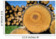 Stump Tree Felled Section