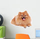 Pomeranian Dog Cute Pet Wall Decal