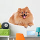 Pomeranian Dog Cute Pet Wall Decal