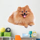 Pomeranian Dog Cute Pet Wall Decal