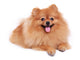 Pomeranian Dog Cute Pet Wall Decal