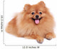 Pomeranian Dog Cute Pet Wall Decal