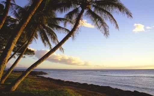 Tropical Shoreline Wall Decal