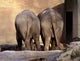 Old Friends Wall Mural