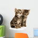 Two Tabby Kittens Wall Decal