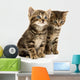 Two Tabby Kittens Wall Decal