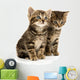 Two Tabby Kittens Wall Decal