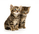 Two Tabby Kittens Wall Decal