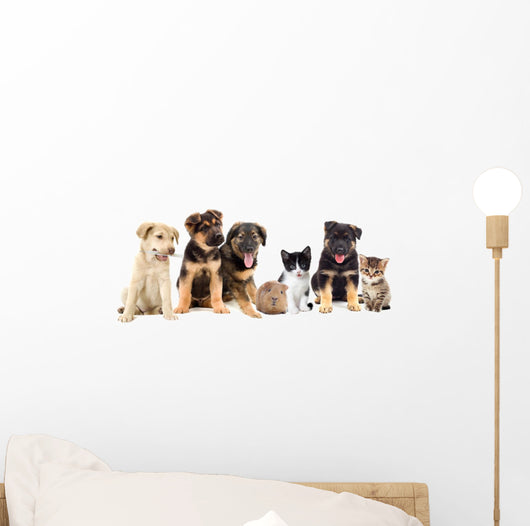 Puppies Looks