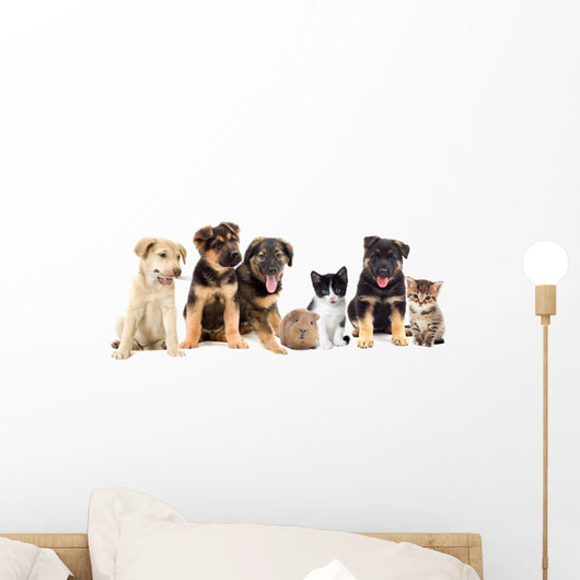 Puppies Looks