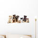 Puppies Looks