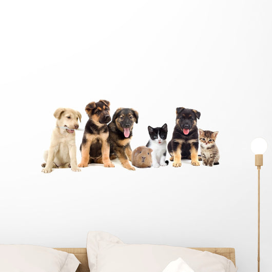 Puppies Looks