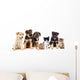 Puppies Looks