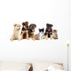 Puppies Looks