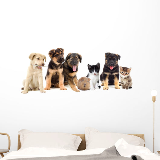 Puppies Looks