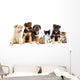 Puppies Looks
