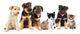 Puppies Looks