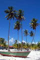 Caribbean Palm Trees Wall Decal