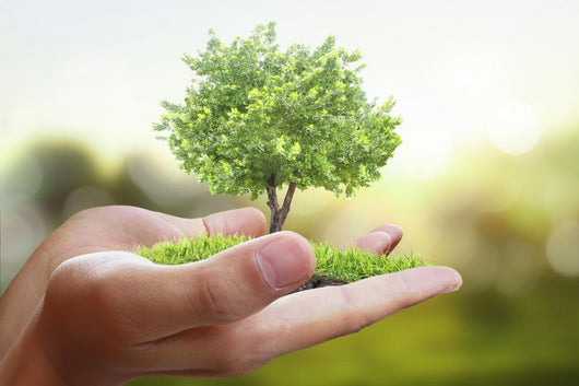 Tree Plant Hand Wall Decal