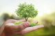 Tree Plant Hand Wall Decal