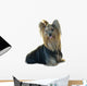 Yorkshire Terrier White