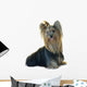 Yorkshire Terrier White