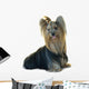 Yorkshire Terrier White