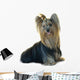 Yorkshire Terrier White