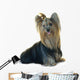 Yorkshire Terrier White