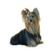 Yorkshire Terrier White