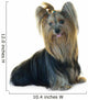 Yorkshire Terrier White