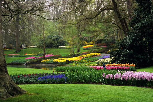 Keukenhof Gardens Wall Mural