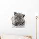 British Shorthair Kitten Wall Mural