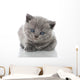 British Shorthair Kitten Wall Mural