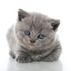 British Shorthair Kitten Wall Mural