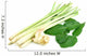 Lemongrass and Kaffir lime leaf isolated on white background Wall Decal