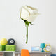 White rose close-up Wall Decal