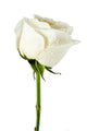 White rose close-up Wall Decal