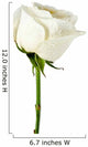 White rose close-up Wall Decal