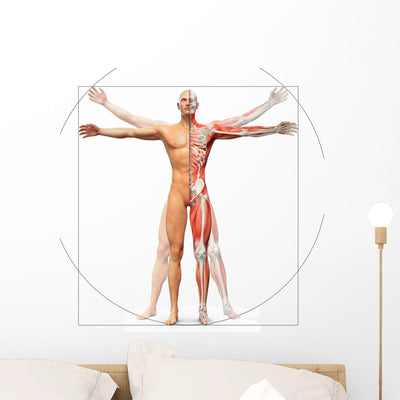 Human Anatomy Vitruvian Man Wall Decal shown on a wall