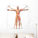 Human anatomy displayed as the vitruvian man Wall Decal