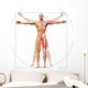 Human anatomy displayed as the vitruvian man Wall Decal