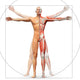 Human anatomy displayed as the vitruvian man Wall Decal