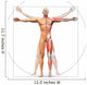 Human anatomy displayed as the vitruvian man Wall Decal