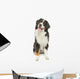 Bernese Mountain Dog White