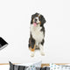 Bernese Mountain Dog White