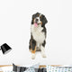 Bernese Mountain Dog White
