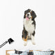 Bernese Mountain Dog White