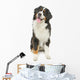 Bernese Mountain Dog White