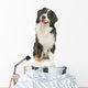 Bernese Mountain Dog White
